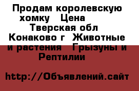 Продам королевскую хомку › Цена ­ 700 - Тверская обл., Конаково г. Животные и растения » Грызуны и Рептилии   